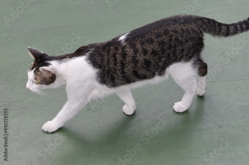 cat on the floor