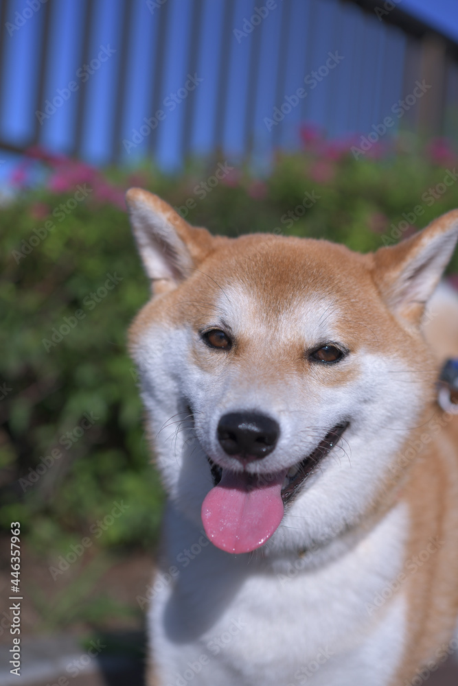 晴天の日に散歩をする柴犬の笑顔