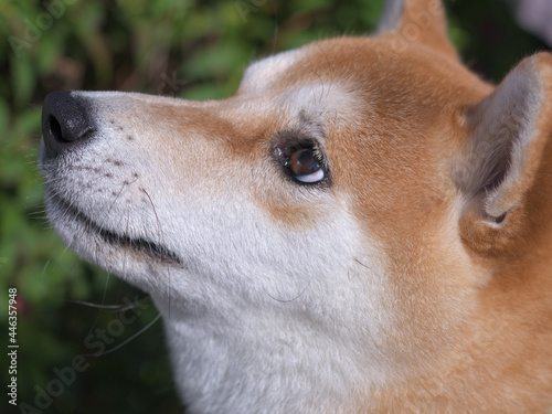 左を見つめる柴犬の横顔 © Keiko Akutsu