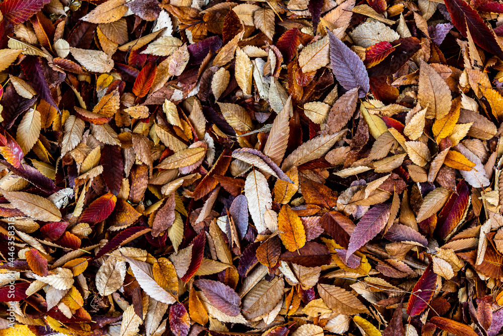 Beautiful and lonely autumn leaves