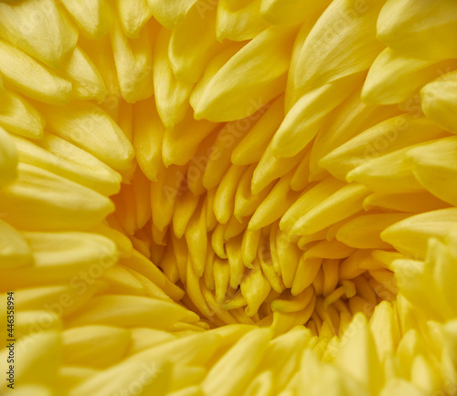 The close-up image of Chrysanthemum Flower. Japan