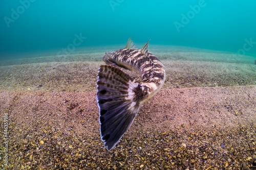 Hunting Flathead Fish, Byron Bay Australia