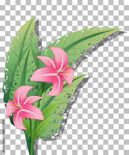 Pink lily on transparent background