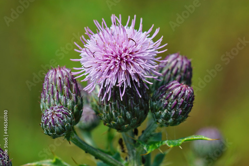 Fotografia Closeup of the blossomed purple beautiful creeping thistle in the wild