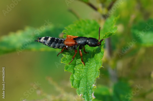 Closeup of the Rove beetle on a green leaf in the wild Fototapet