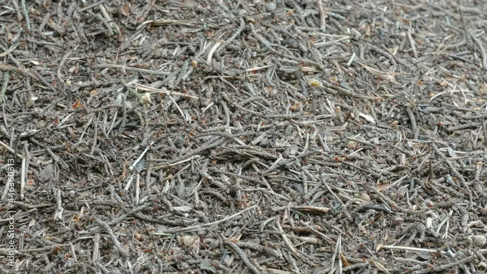 Hundreds of black ants crawling on the ground with lots of twigs around in Estonia Hundreds of black ants crawling on the ground with lots of twigs around in Estonia