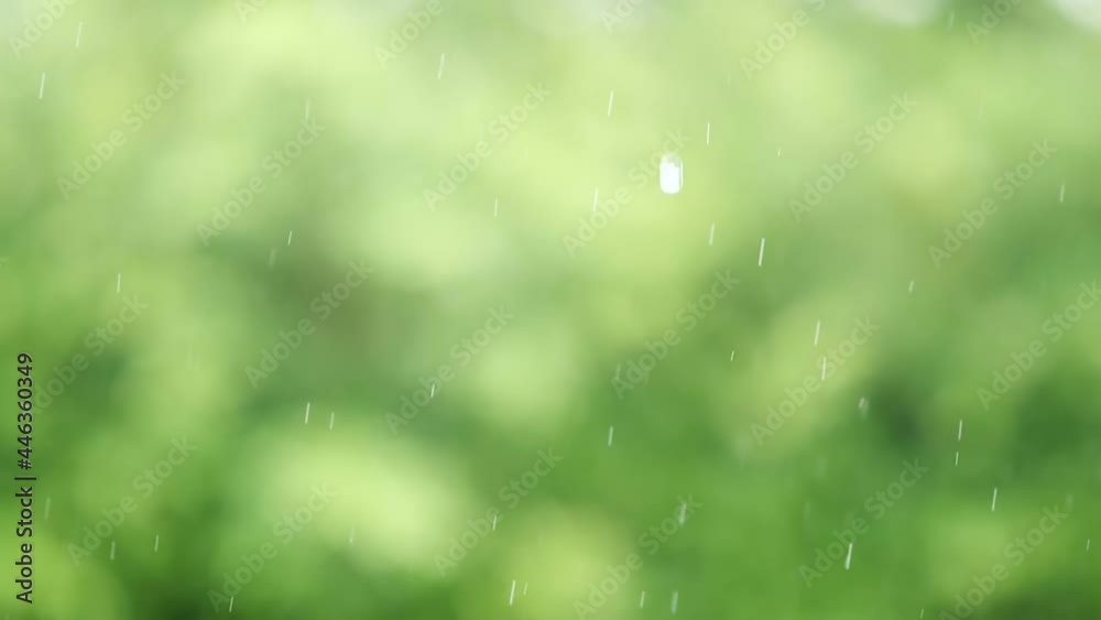 Slow motion of rainy drop falling with nature green background , tropical fresh rainy season background concept