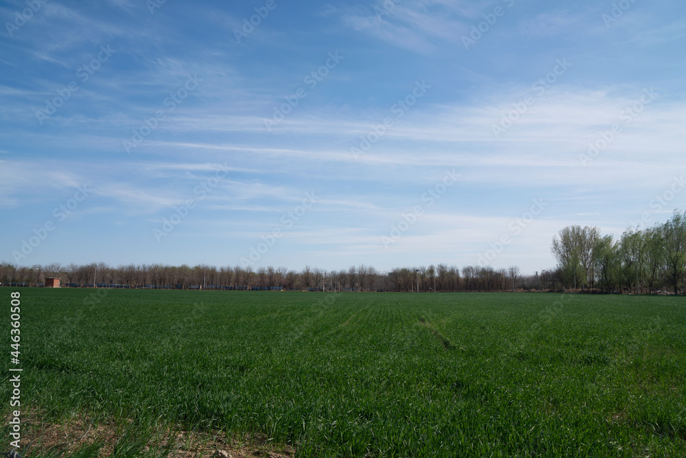 Fototapeta premium The gratifying wheat seedlings under the blue sky
