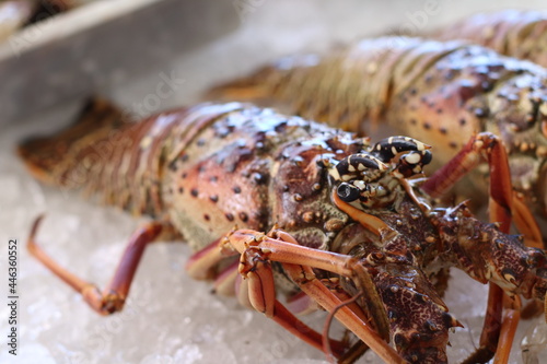 Lagosta Fresca / Pescado