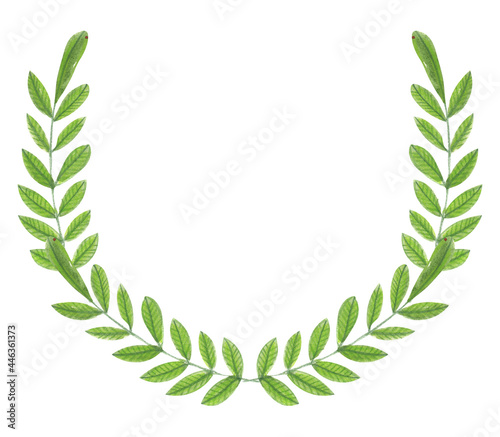 Fototapeta Naklejka Na Ścianę i Meble -  Illustration of a watercolor drawing of green leaves of plants on a white isolated background in the form of a floral semi circle