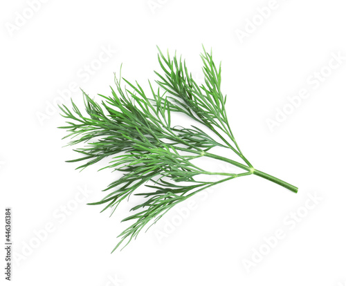 Sprig of fresh dill on white background, top view