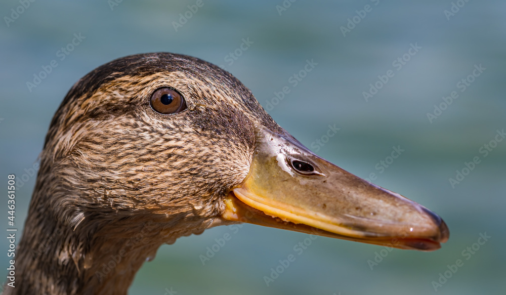 Nahaufnahme Stockente (Anas platyrhynchos) weiblich Nahaufnahme Stockente (Anas platyrhynchos) weiblich