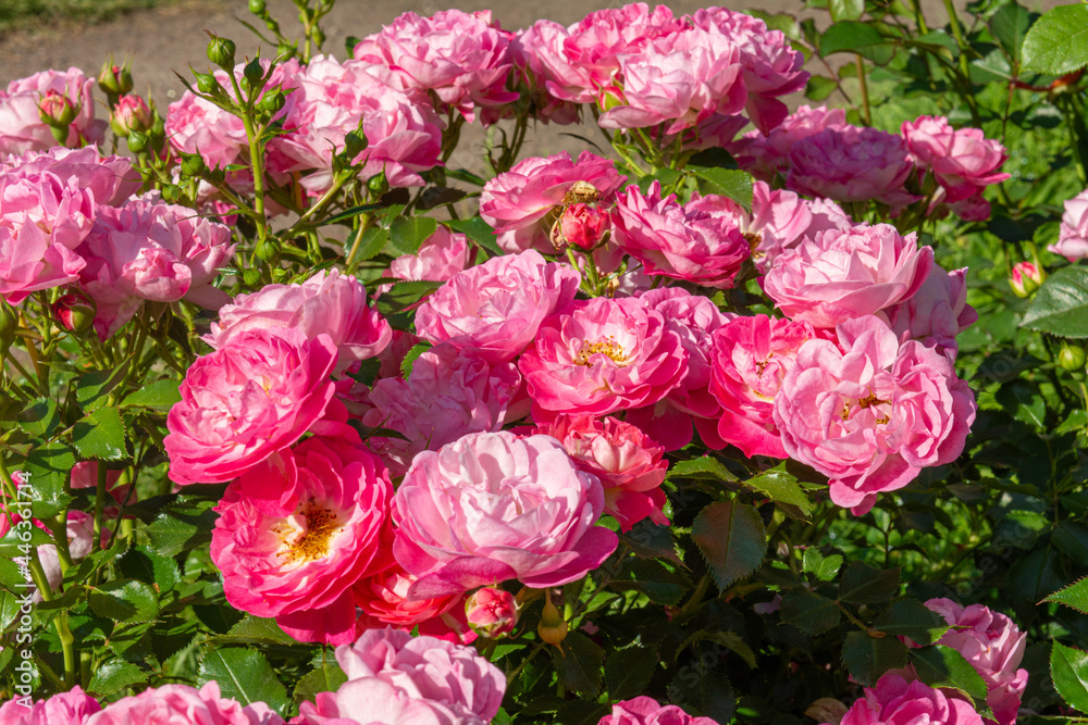 Blossoming beautiful rose flowers. Pink roses blossom in summer garden Blossoming beautiful rose flowers. Pink roses blossom in summer garden