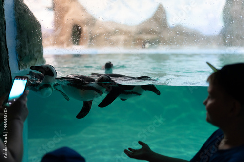 penguins in the zoo aquarium