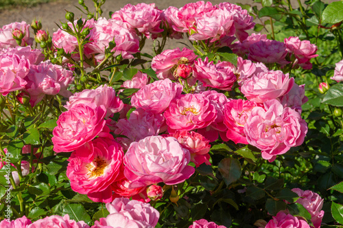 Blossoming beautiful rose flowers. Pink roses blossom in summer garden © Koxae