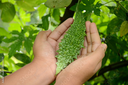 closeup the green ripe bitter gourd hold hand with vine over out of focus green brown background.