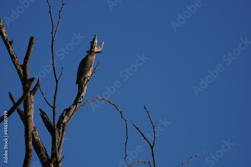 bird on a branch peering into the sunset © Kellen Tanner