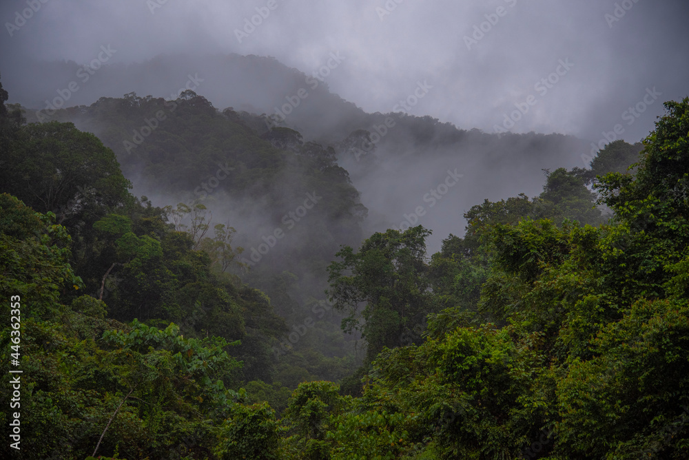 mist over the Indonesia Tropical Forest