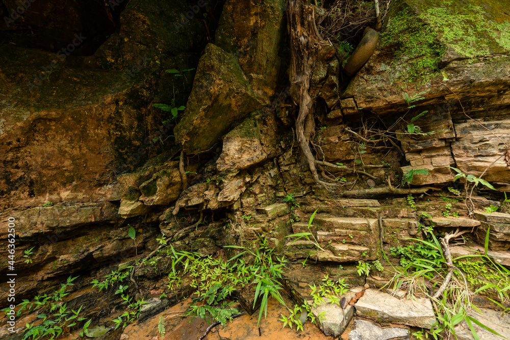 Rocas incrustadas en corteza de árbol 