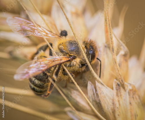 Bienen (Anthophila) auf Getreide