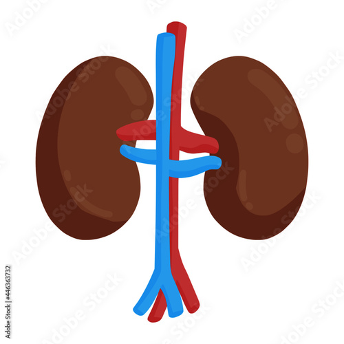 kidney care for health color illustration
