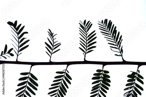 set of silhouettes