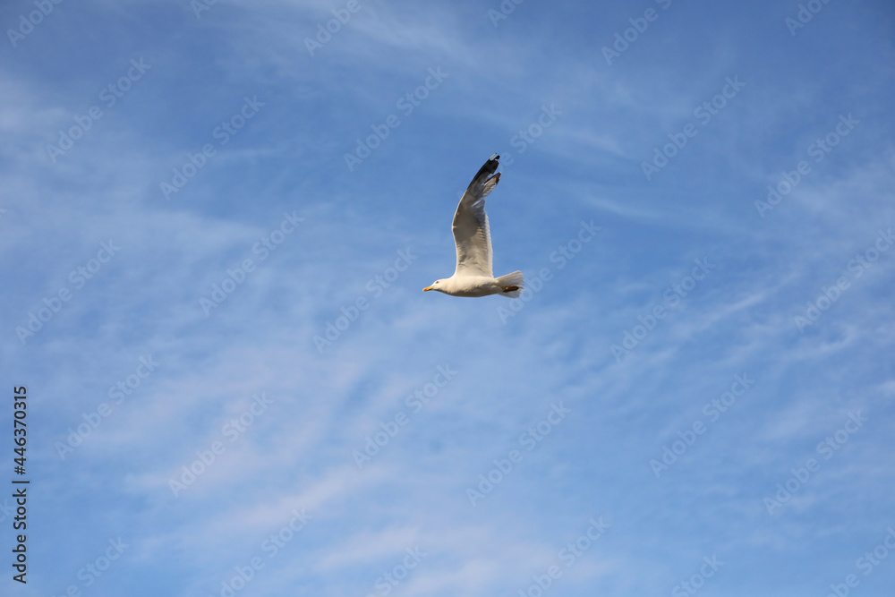 Obraz premium Seagull bird flying high in the sky symbol of freedom