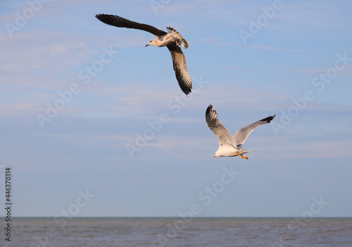 pair of male and female seagulls flying high in the blue sky