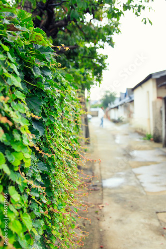 Raindrops of ivy are on the wall at the entrance to the alley. Partial focus. © SUNGYOON
