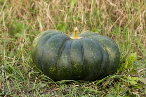 Autumn harvest of beautiful and large pumpkins