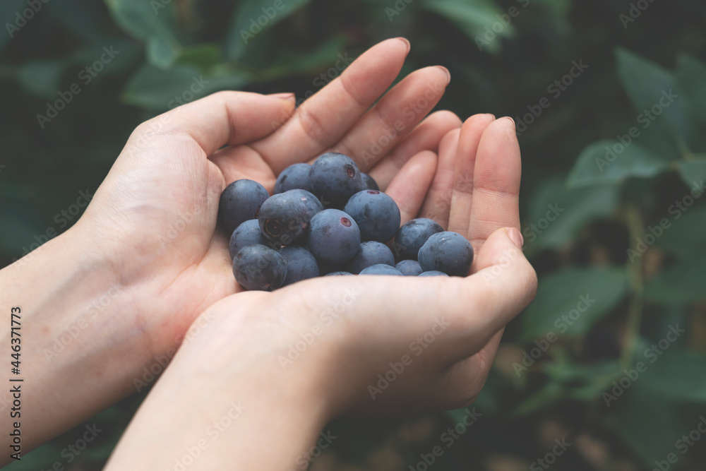 Close-up of a handful of fresh blueberries.. Close-up of a handful of fresh blueberries..