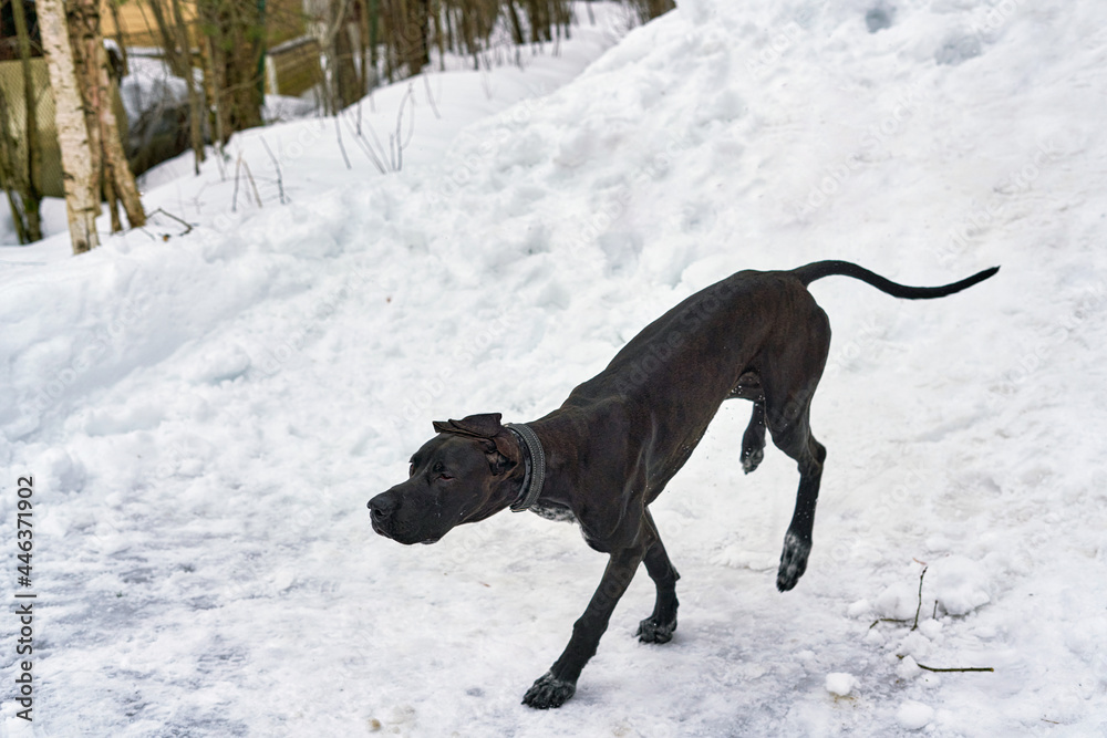 Big black hunting dog walks in snow park