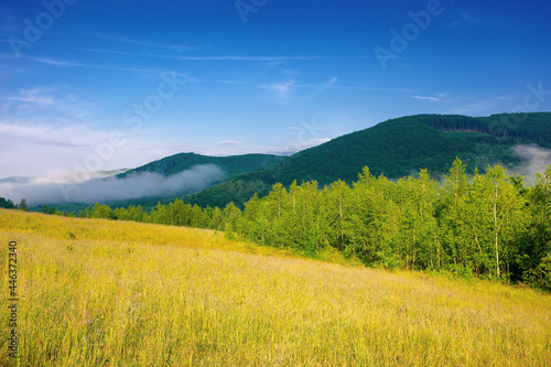 forest on the grassy meadow in the forenoon. beautiful rural landscape in summer. mist spreads from the distant mountains above the treetops beneath a wonderful sky with clouds
