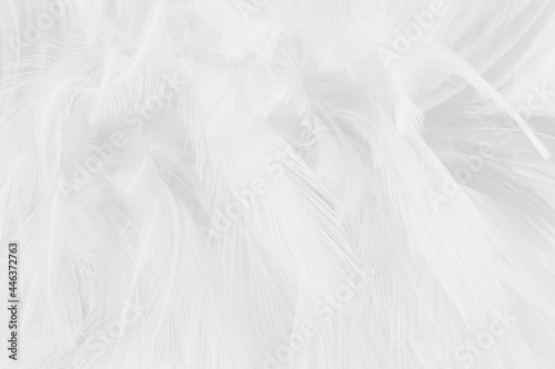 White grey color bird feather pattern texture for background and design.