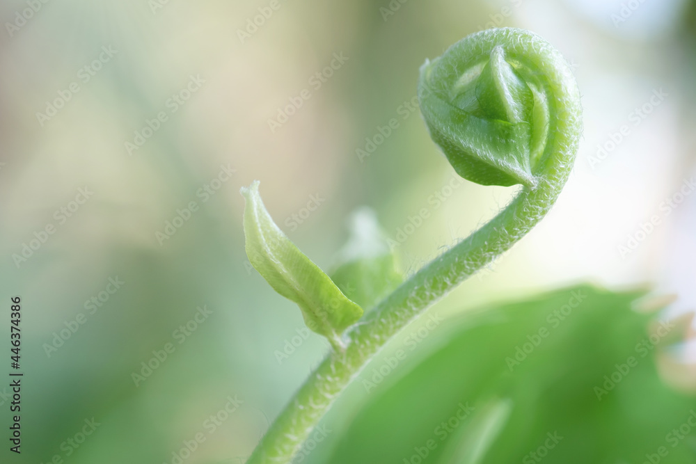 Close up detail of a fern with sunlight in the morning.