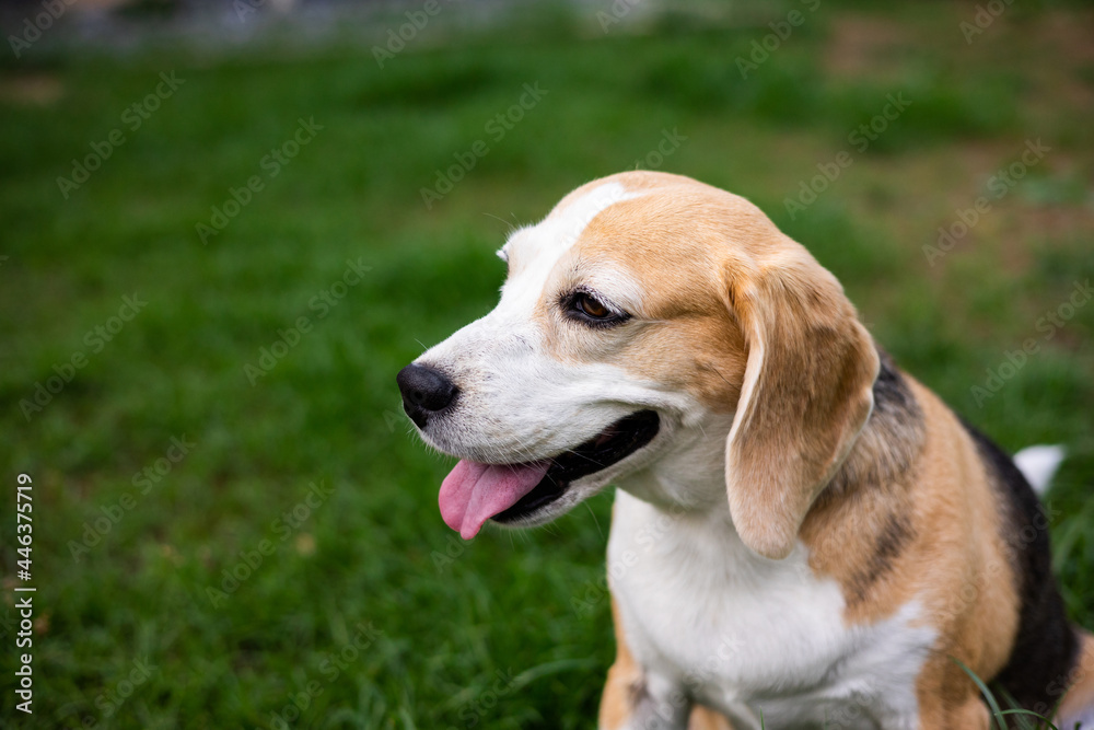 Portrait of beagle on the backyard. Cute Puppy walking on the grass nature background. Dog and pets concept.
