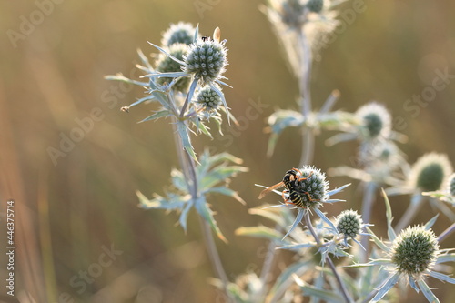 A field plant with an insect on a bud on a background of dry grass on a summer sunny day