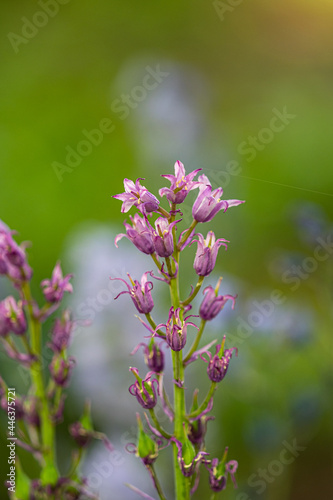 tiny pink orchid flowers blooming in the field © Yi