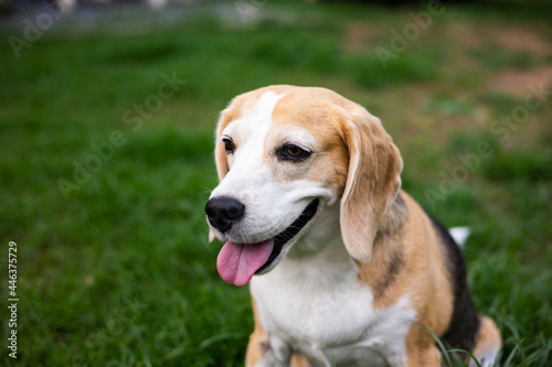 Portrait of beagle on the backyard. Cute Puppy walking on the grass nature background. Dog and pets concept. © Chanakon