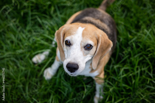 Fototapeta Naklejka Na Ścianę i Meble -  Portrait of beagle on the backyard. Cute Puppy walking on the grass nature background. Dog and pets concept.