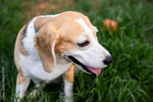 Portrait of beagle on the backyard. Cute Puppy walking on the grass nature background. Dog and pets concept.