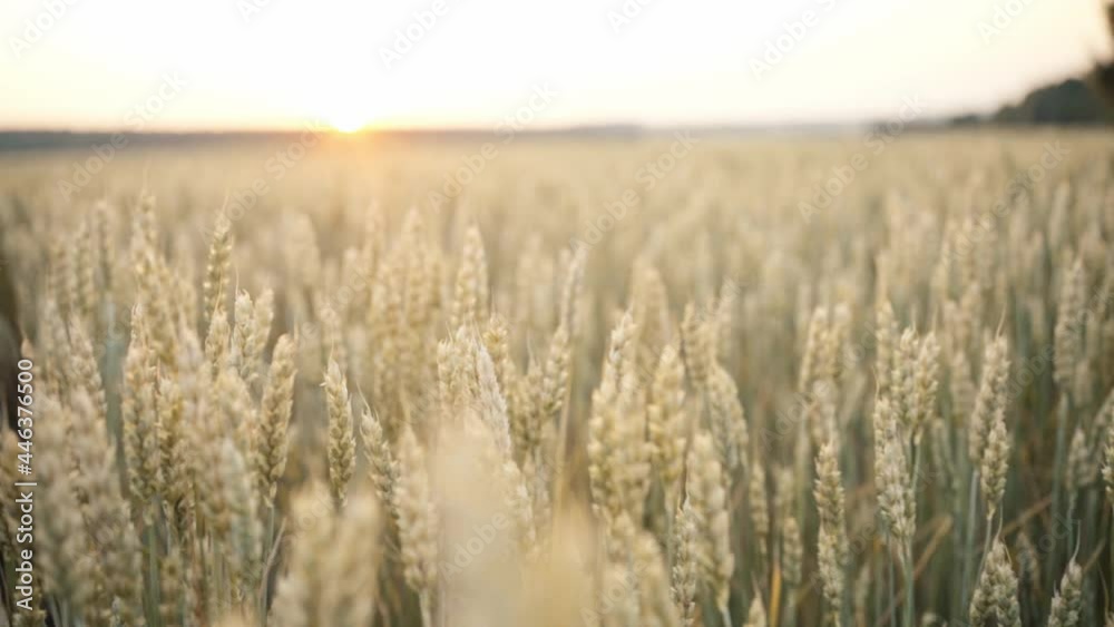 Wheat field. Ears of golden wheat close up. Beautiful Nature Sunset Landscape. Rural Scenery under Shining Sunlight. Background of ripening ears of wheat field. Rich harvest Concept. Wheat field. Ears of golden wheat close up. Beautiful Nature Sunset Landscape. Rural Scenery under Shining Sunlight. Background of ripening ears of wheat field. Rich harvest Concept.