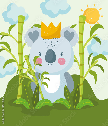 Photography cute koala in the jungle
