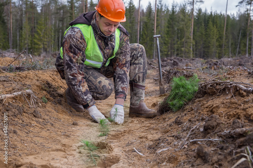 A forest worker is planting trees at the site of a cut forest. Saplings of pine trees lie on the ground. The concept of reforestation after felling.
