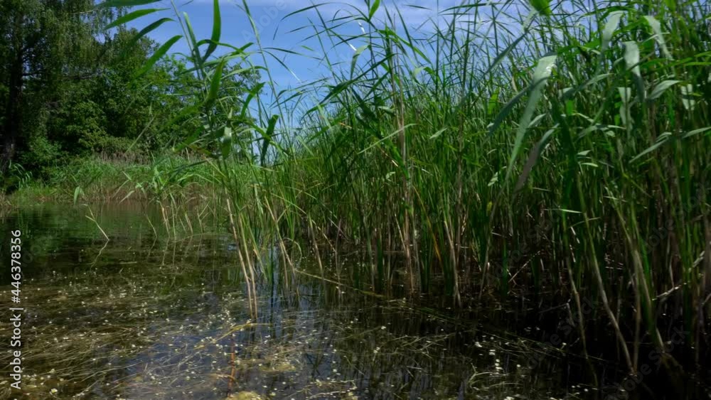 Boat or catamaran float near lake flora reeds. Gimbal movement shot Boat or catamaran float near lake flora reeds. Gimbal movement shot