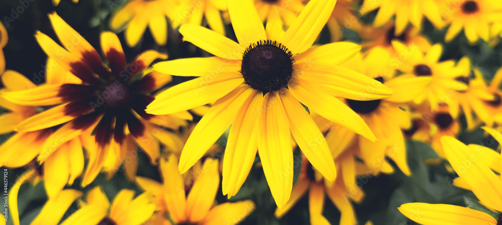 black-eyed susan, Rudbeckia hirta Yellow flowers macro shot. Photo of a flower with a blurred background in a field, on a flower bed, home garden, hobby gardening, landscape design, beautiful postcard black-eyed susan, Rudbeckia hirta Yellow flowers macro shot. Photo of a flower with a blurred background in a field, on a flower bed, home garden, hobby gardening, landscape design, beautiful postcard