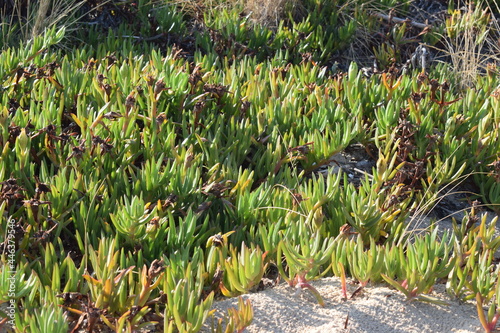 Hottentot-fig plant (Carpobrotus edulis) on a sandy beach photo