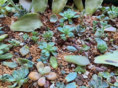 to breed the various kind of succulents plants design for gardening concept close-up