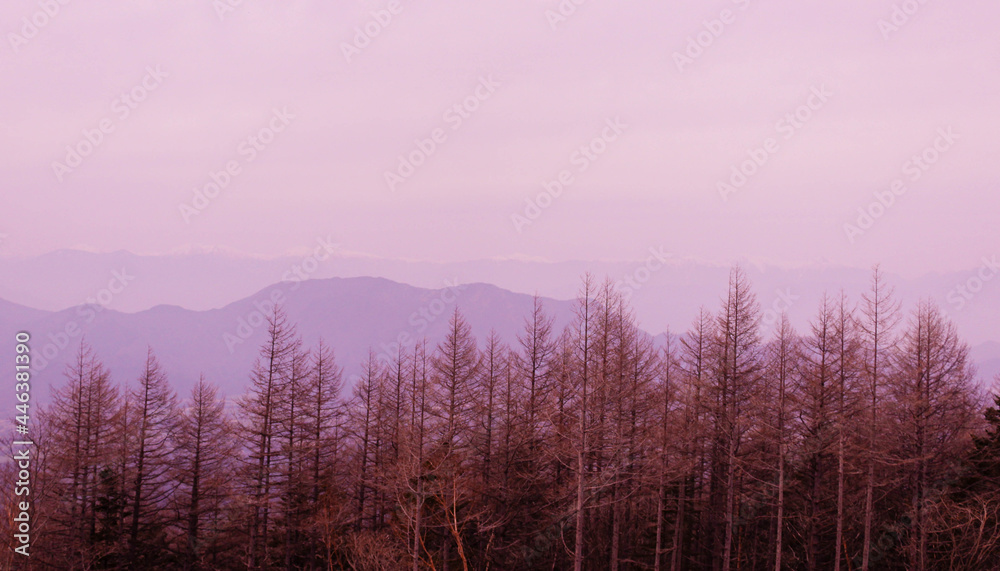 pine forest at the mountain slope