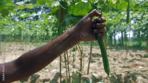 Male hand holding a healthy green vegetable ridge gourd standing in the garden. Closeup shot of a green-colored vegetable sponge gourd (Jhinga) growing in a farm with leaves - agriculture and culti... photo